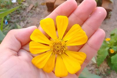 Close-up of hand holding yellow flower