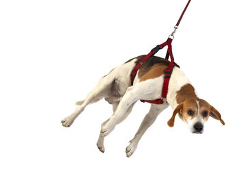 Dog relaxing on white background