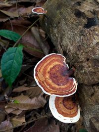 Close-up of mushroom growing on field