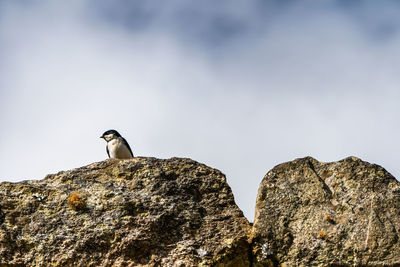 Low angle view of bird perching on rock