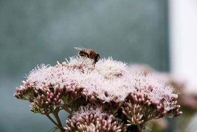 Close-up of bee pollinating on pink flower