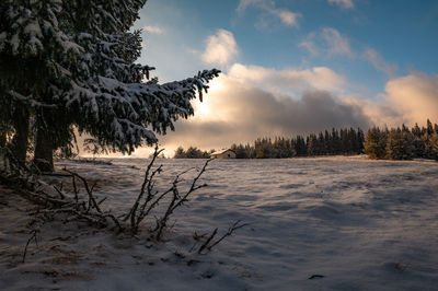Trees on snow covered landscape against sky