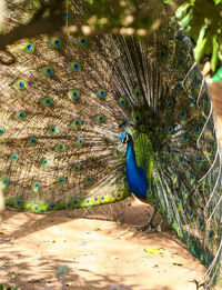 Close-up of peacock