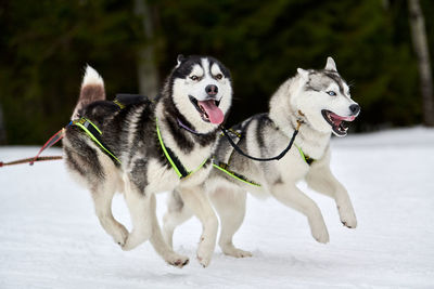 Running husky on sled dog racing. winter dog sport sled competition. siberian husky dogs in harness