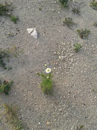 Close-up of flowers