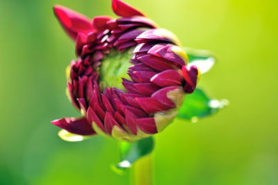 Close-up of pink rose flower