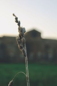 Close-up of wilted plant on field against sky