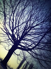 Low angle view of bare trees against sky