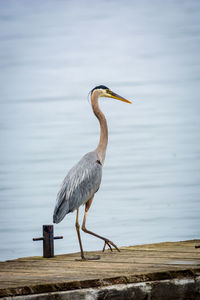 View of bird perching on wood against sea