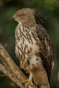 Close-up of owl perching on branch