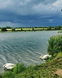 View of birds in lake against sky