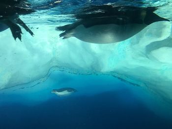 Penguins swimming in sea