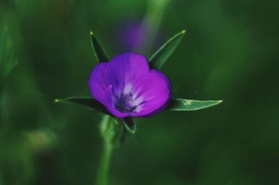 Close-up of purple flower
