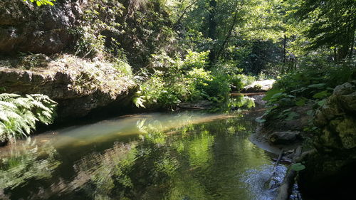 Scenic view of river amidst trees in forest