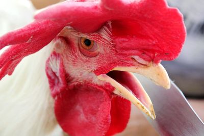 Close-up of a bird