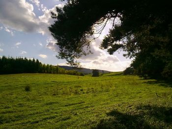 Trees on field against sky