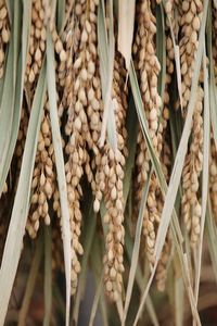 Full frame shot of corn