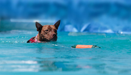 Dog swimming in pool