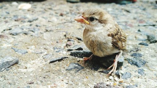 Close-up of bird