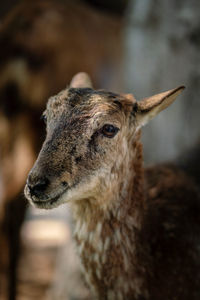 Close-up of deer