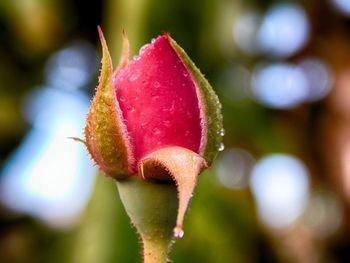 Close-up of water drops on flower