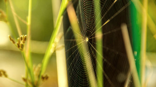 Close-up of green plant