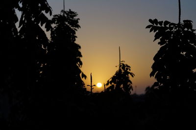 Close-up of silhouette trees against sky at night