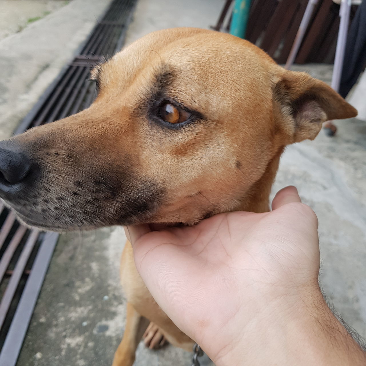 CLOSE-UP OF DOG WITH HAND ON MOUTH