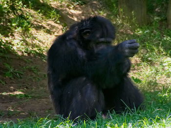 Close-up of monkey sitting on field