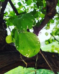 Close-up of wet plant leaves