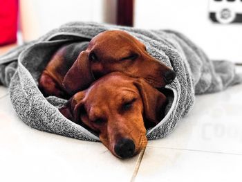 Close-up of dog resting on floor at home