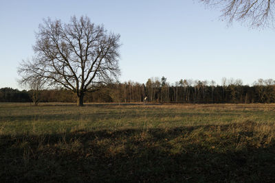 Bare trees on field against clear sky