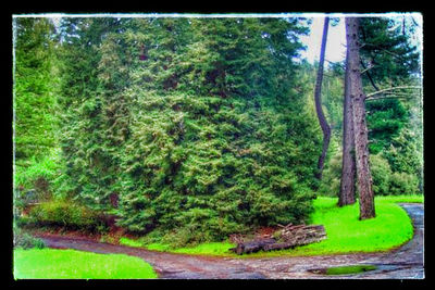 Trees growing on landscape