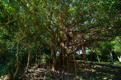 Trees in forest