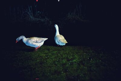 Birds in flight
