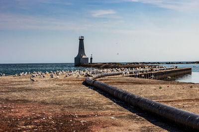 Birds perching on land against lighthouse by sea