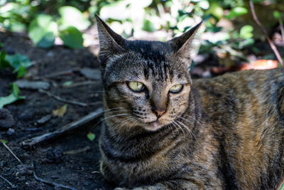 Cat under the tree