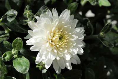 Close-up of white flowering plant