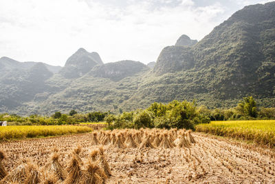 Rice fields in china in the province of yangshuo city.