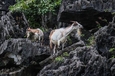 View of animals on rock