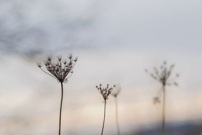 Close-up of dried plant against sky