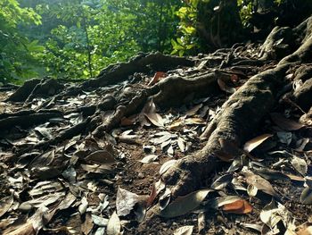 Close-up of tree roots in forest