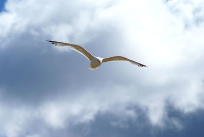 Low angle view of seagull flying against sky