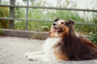 Close-up of dog sitting outdoors