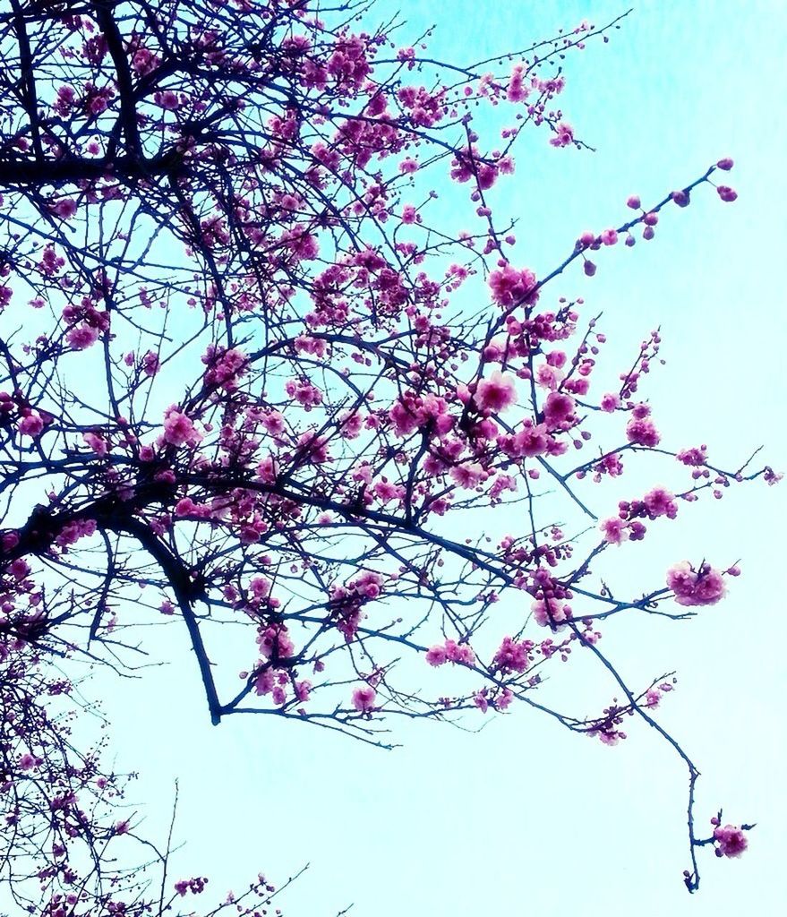 tree, low angle view, nature, branch, growth, sky, beauty in nature, no people, day, outdoors, close-up, freshness, plum blossom