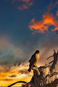 Low angle view of bird perching on wood against sky during sunset