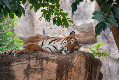 View of a cat resting on rock