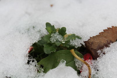 Close-up of leaves amidst snow