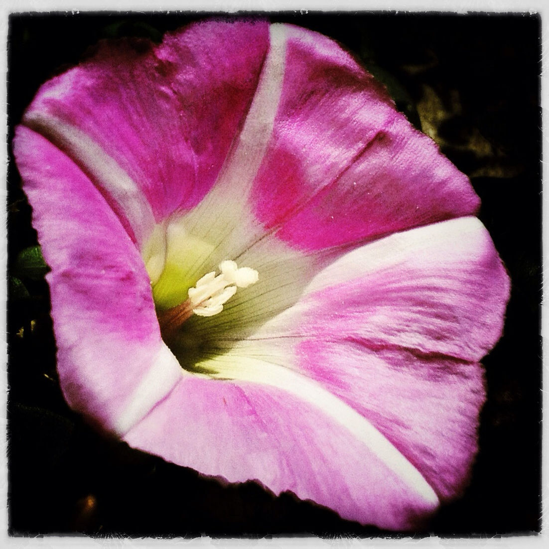 flower, petal, freshness, flower head, fragility, transfer print, close-up, single flower, pink color, purple, beauty in nature, growth, stamen, nature, auto post production filter, pollen, blooming, pink, blossom, in bloom