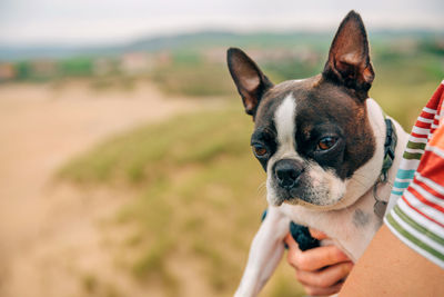 Cropped hand holding dog